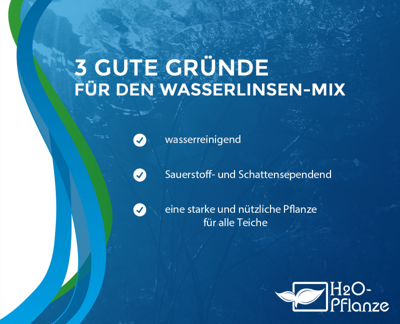 Wasserlinsen Mix - kleine Portion - ca. 1600 Einzelpflanzen